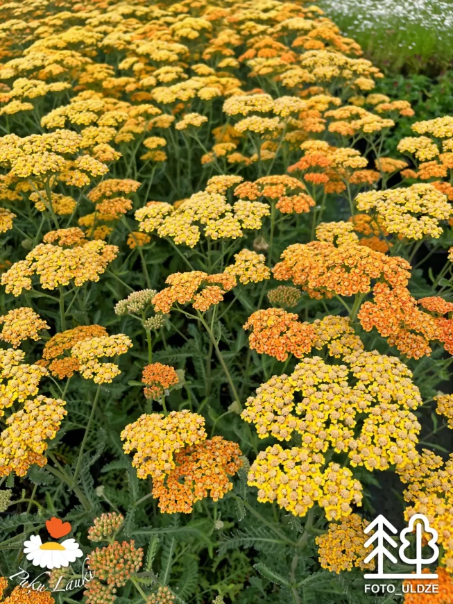 Achillea millefolium   'Terracotta'